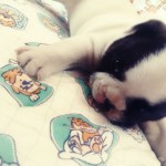 Gol Kennel – Bulldog francês