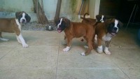 filhotes de boxer