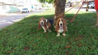 Lindo casal de basset hound