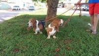 Lindo casal de basset hound