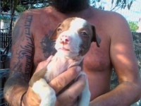 Venda de Pit Bulls Red Nose e Black Nose