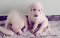 Vendo Filhotes de Labrador Retriever