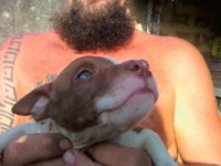 Venda de Pit Bulls Red Nose e Black Nose