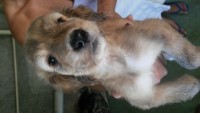 Filhotes de afghan hound