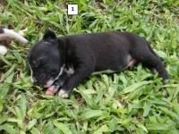 American Staffordshire Terrier