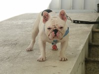 Filhote de buldog frances alto padrão – ninhagem de campeões