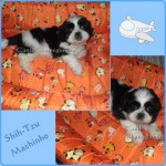 Shih-Tzu Machos e Fêmeas