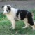 filhote-border-collie-fmea-blue-merle-pedigree-cbkc-22215-MLB20226086715_012015-F