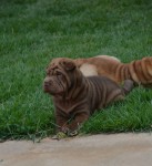 Lindos Filhotes de Sharpei