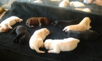 Labrador Belos Filhotes