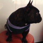 Filhote de buldog frances alto padrão – ninhagem de campeões