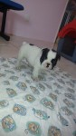 Lindos filhotes Bulldog frances