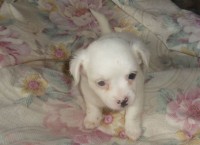 Chihuahua um cara curioso e atento