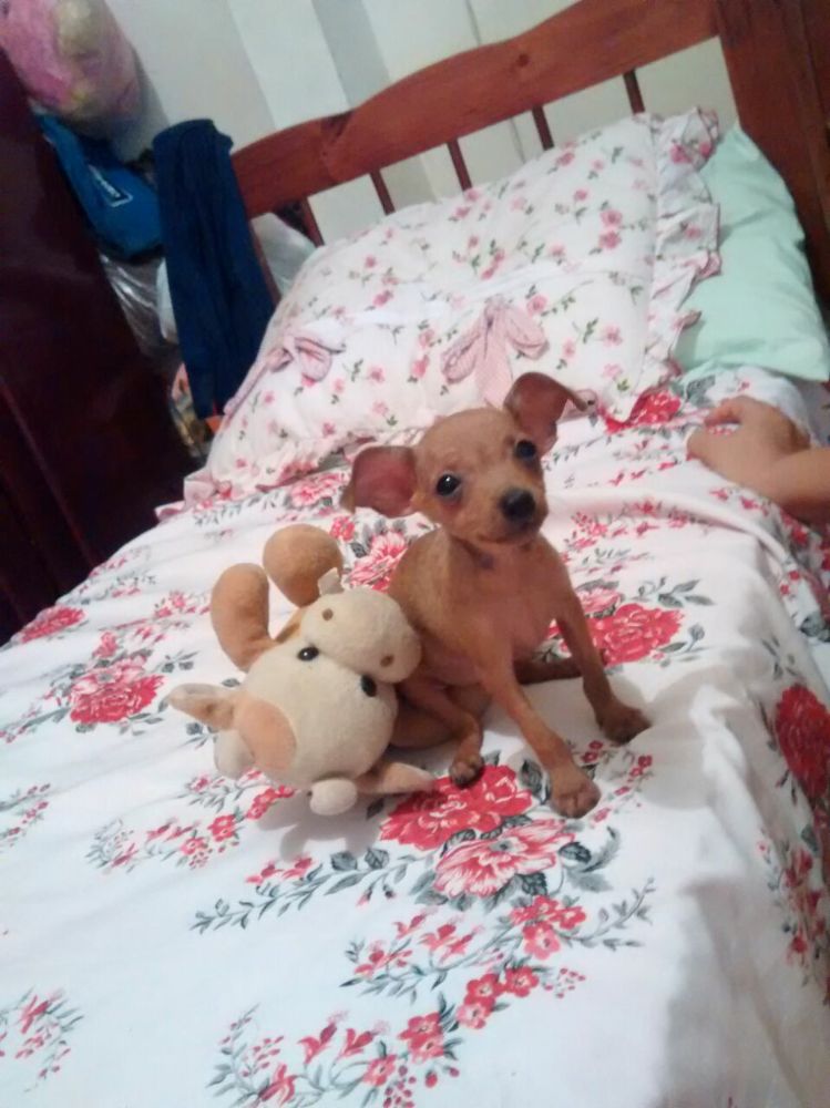 venda de pinscher filhotes