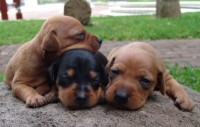Pinscher filhotes