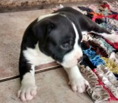 American staffordshire terrier