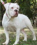 Buldogue campeiro