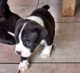 American staffordshire terrier