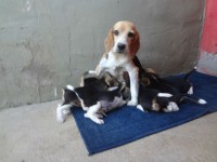 BEAGLE Filhote