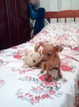 venda de pinscher – filhotes