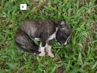 American Staffordshire Terrier