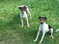 Terrier brasileiro