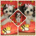 Shih-Tzu Machos e Fêmeas