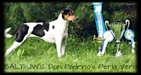 Terrier brasileiro