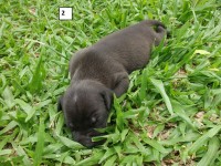 American Staffordshire Terrier