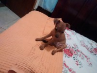 venda de pinscher – filhotes