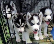 Husky siberiano filhotes