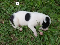 American Staffordshire Terrier