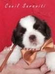 Filhote de Shih Tzu