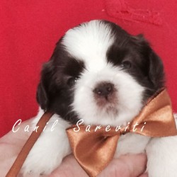 Shih Tzu