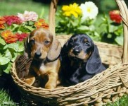 Filhotes de Basset Teckel Lindos