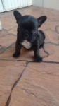 Lindos filhotes Bulldog frances