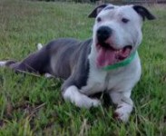 American staffordshire terrier