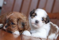 Lhasa apso filhotes