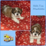 Shih-Tzu Machos e Fêmeas