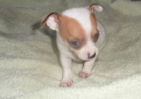 Chihuahua um cara curioso e atento