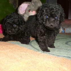 poodle-micro-toy-lindos-filhotes-fofinhos-e-saudveis-20131101145848