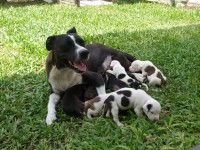 American Staffordshire Terrier