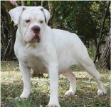 Buldogue campeiro
