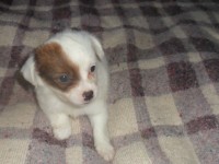 Chihuahua um cara curioso e atento