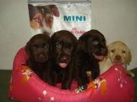 Labrador Belos Filhotes