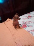 venda de pinscher – filhotes