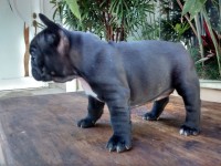Filhote de buldog frances alto padrão – ninhagem de campeões