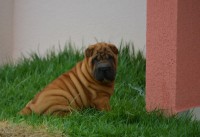 Lindos Filhotes de Sharpei