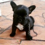 Filhotes Bulldog frances