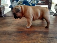 Filhote de buldog frances alto padrão – ninhagem de campeões